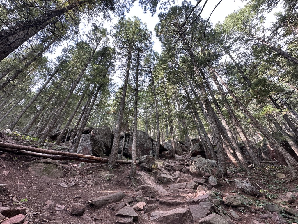 A wide angle photo. Many tall trees all around, and the rocky trail is getting steep with many rock stairs.