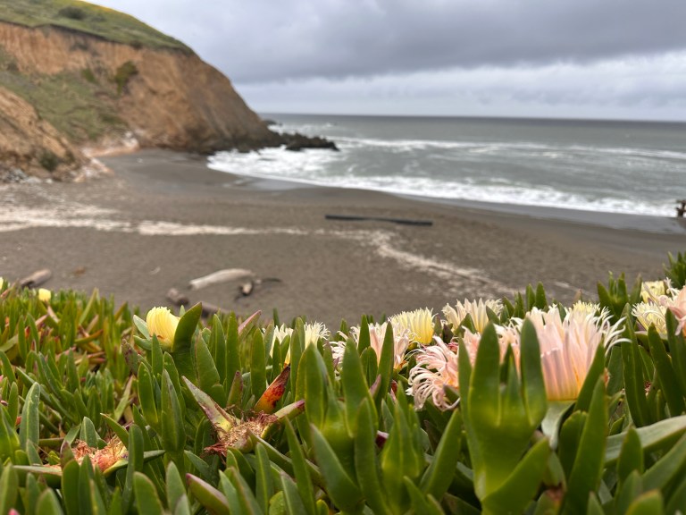 Beautiful flowers near the black sand beach of Sharp Park Beach in Pacfica