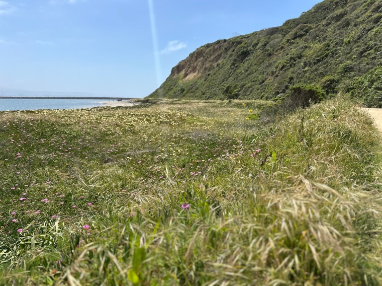 A view of the water and grass in Half Moon Bay