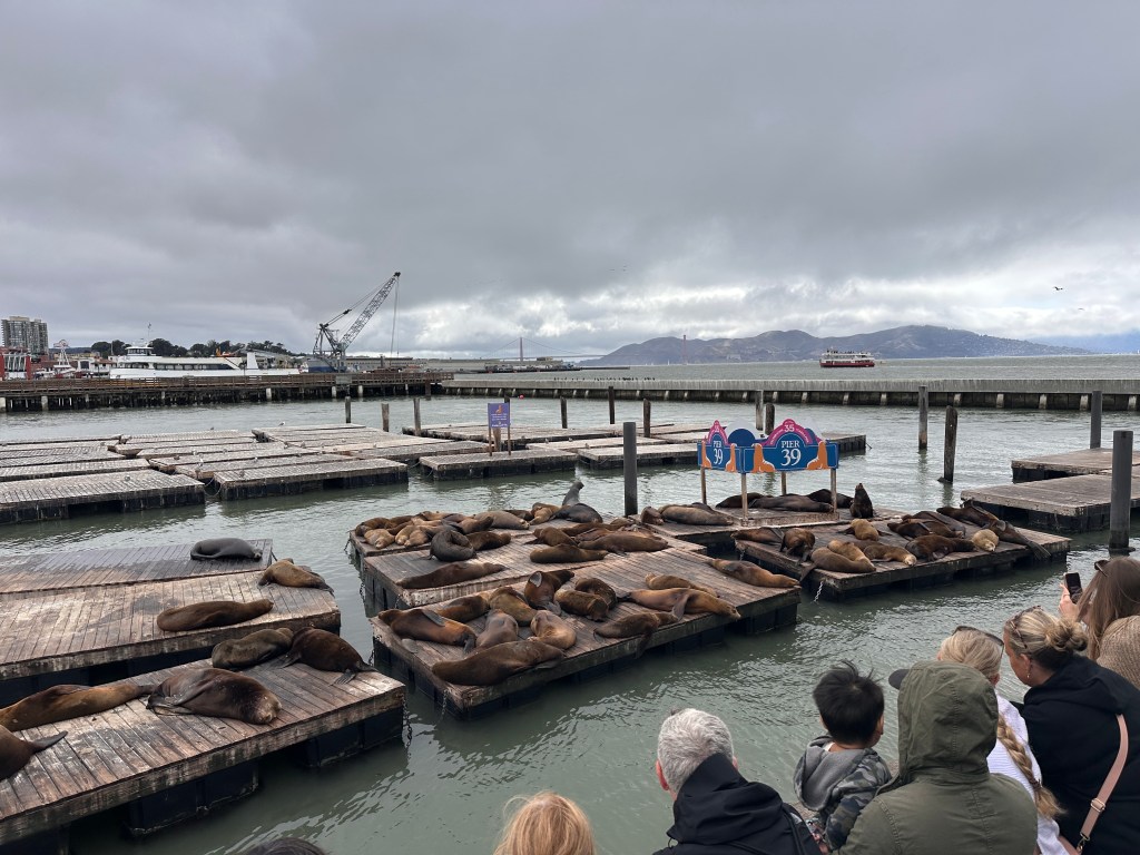 Several sea lions lay on the docks at Pier 39 in San Francisco